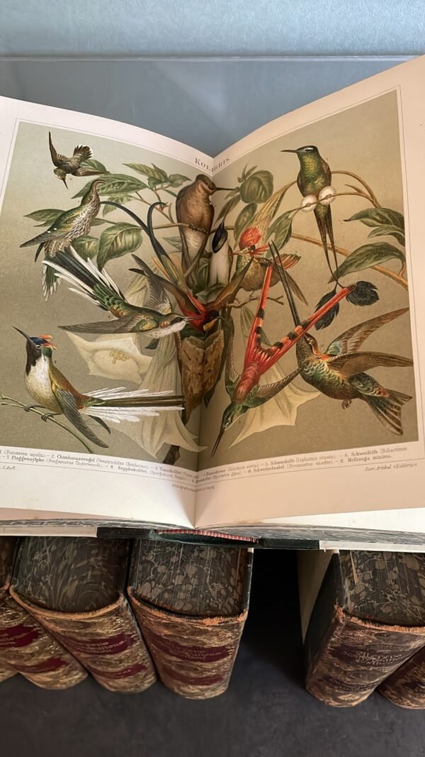 Brehms  Tireleben  III Tomes Les Oiseaux , III Tomes Mammifères, I Tome Le Règne Animal, I Tome Les Poissons , I Tome  Reptiles & Amphibiens – Image 2