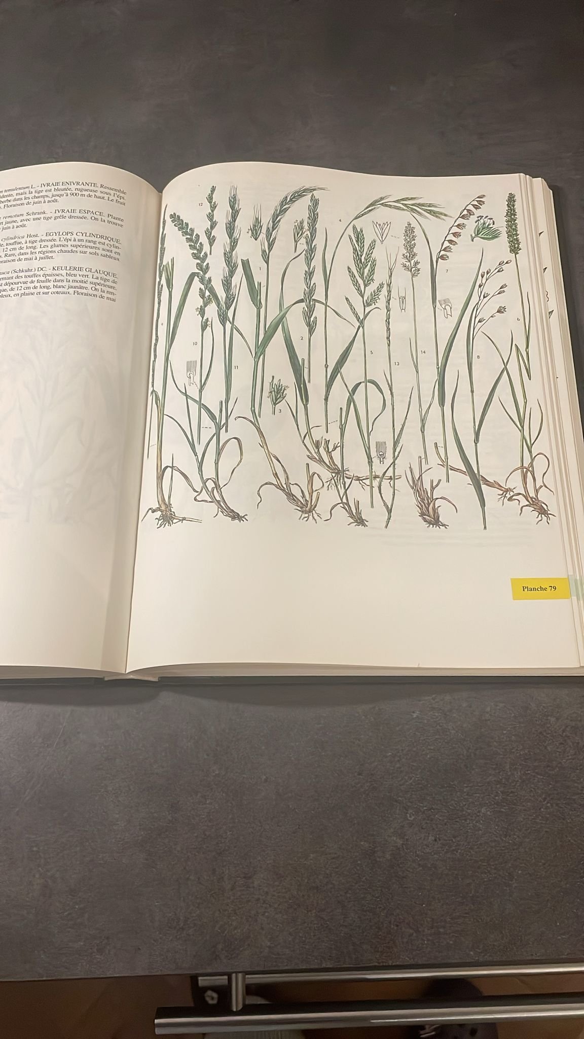 Atlas Botanique, Champignons, Plantes, Arbres et Minéraux d'Europe. – Image 6