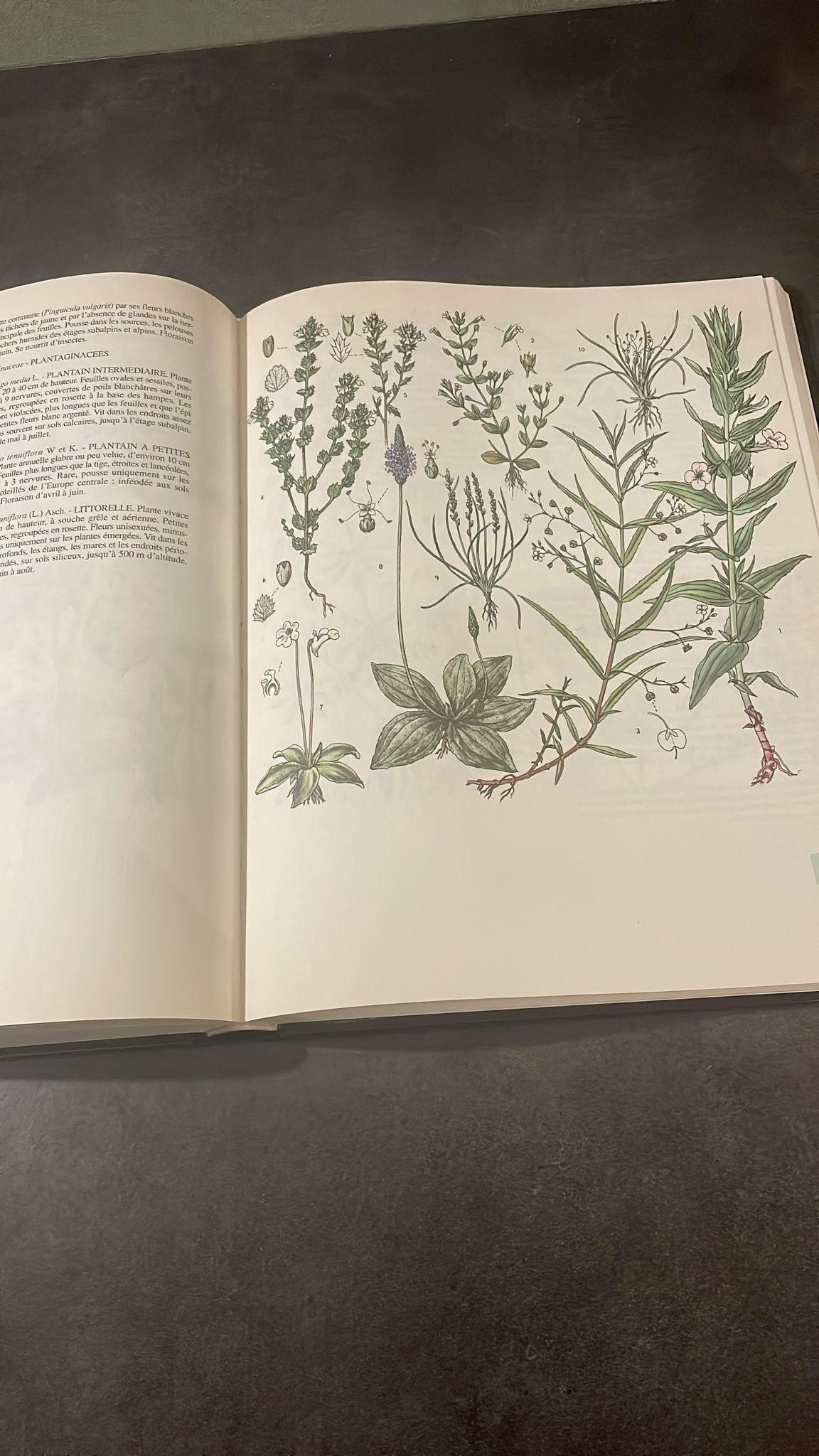 Atlas Botanique, Champignons, Plantes, Arbres et Minéraux d'Europe. – Image 5