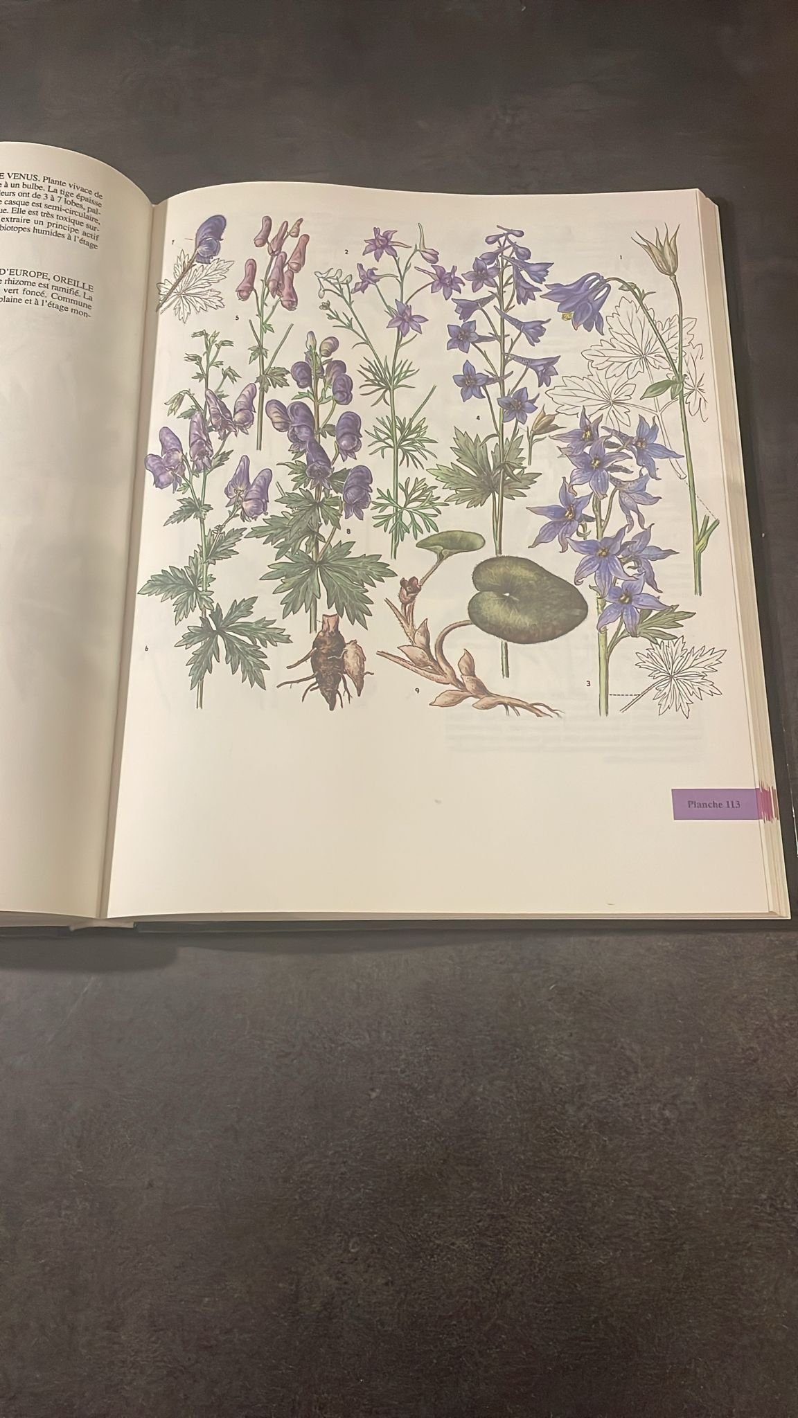 Atlas Botanique, Champignons, Plantes, Arbres et Minéraux d'Europe. – Image 4