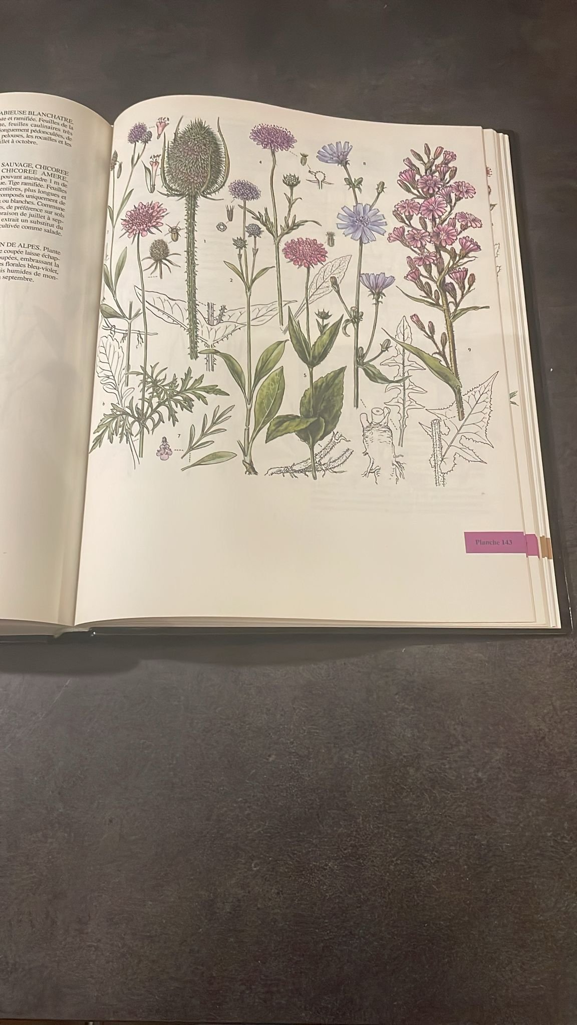 Atlas Botanique, Champignons, Plantes, Arbres et Minéraux d'Europe. – Image 3