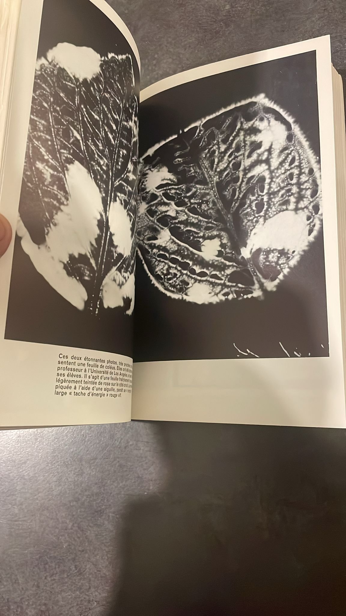 La Vie Secrète Des Plantes. Le livre de référence sur les liens émotionnels et spirituels entre les plantes et les humains. – Image 8